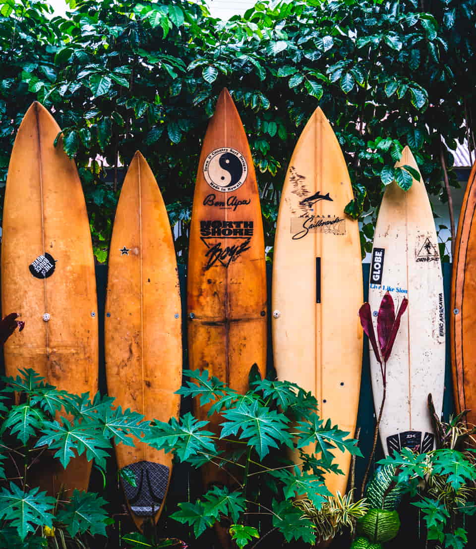 Surfboards placed between plants